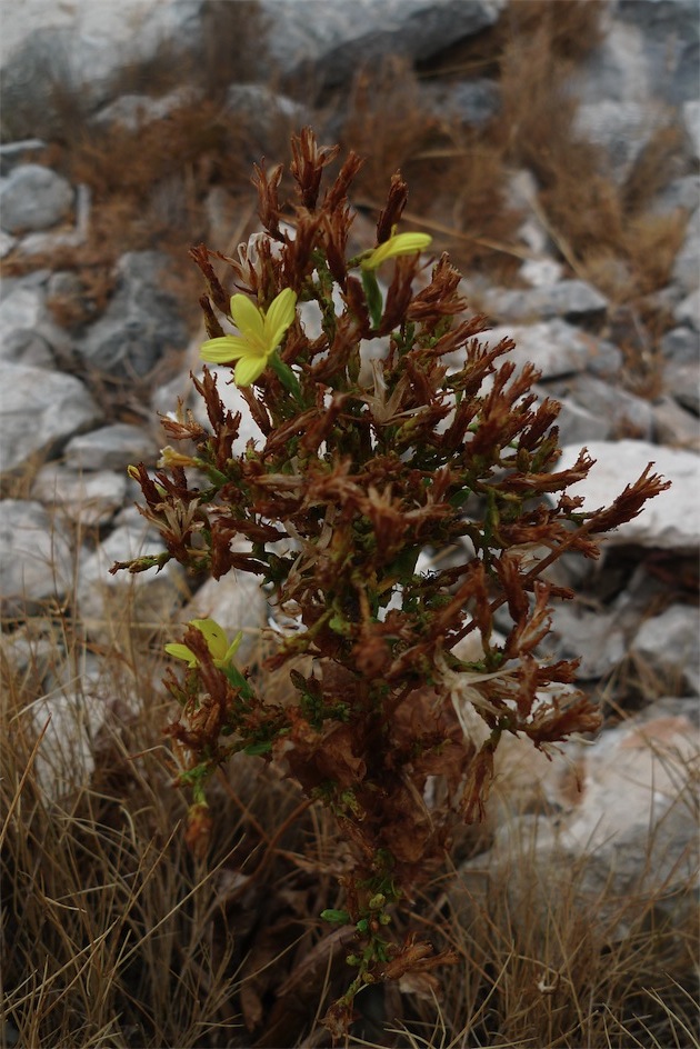 Lactuca longidentata / Lattuga del Monte Albo